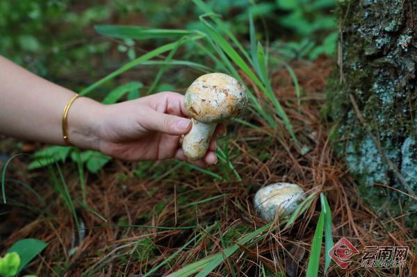采摘野生菌 记者 何宣颖 摄