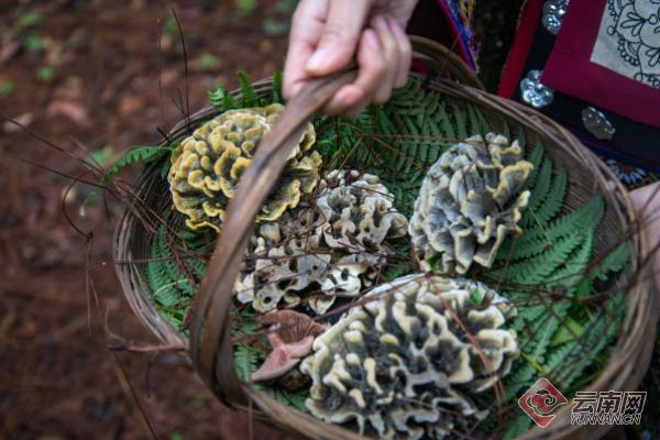 采摘野生菌 记者 何宣颖 摄