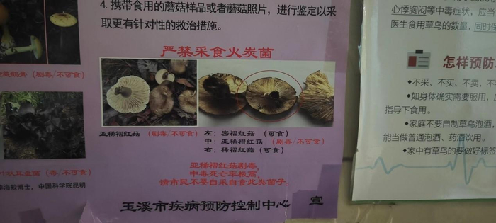▲玉溪市疾控中心宣传海报对火炭菌的科普