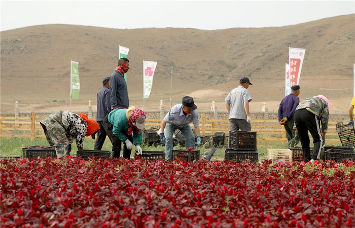 那达慕会场各项工作的积极筹备。