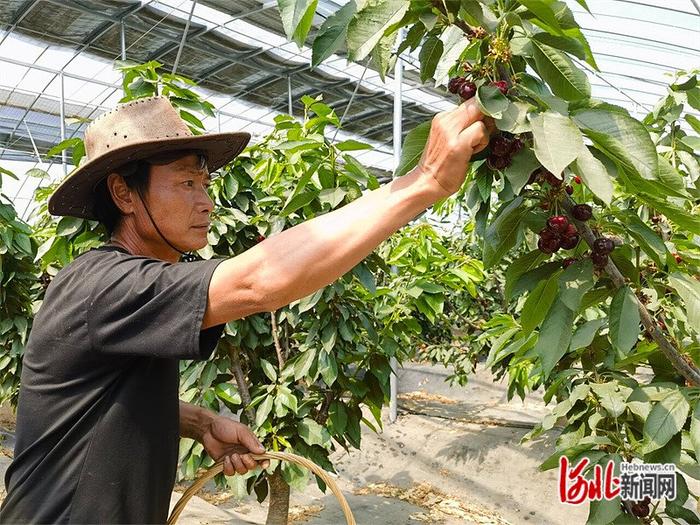 7月5日，张北县郝家营乡五福堂村中都现代农业产业园的樱桃大棚里，工人正在采摘樱桃。河北日报记者 王峻峰摄