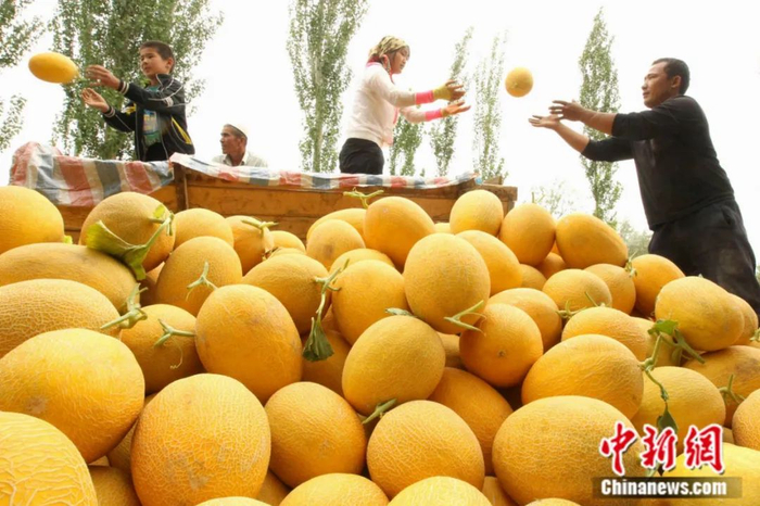 新疆哈密贡瓜园里瓜农在挑选哈密贡瓜。 蔡增乐 摄