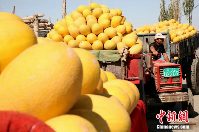 哈密瓜喜获丰收。蔡增乐 摄