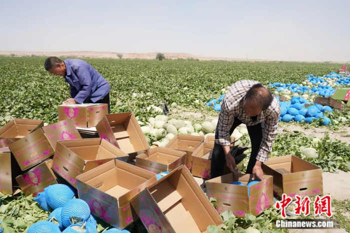 瓜农们正忙着对哈密瓜进行分拣、装箱、打包、搬运、装车。张超 摄