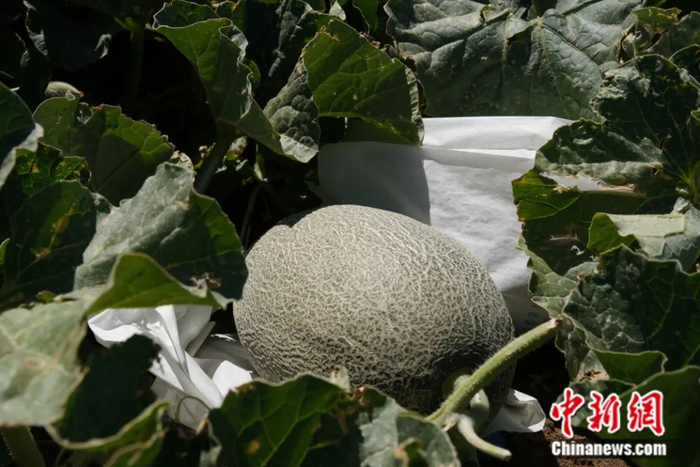 哈密市伊州区南湖乡哈密瓜优质生产示范基地种植的标准化高品质哈密瓜。张超 摄