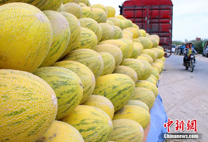 哈密瓜大量上市。蔡增乐 摄