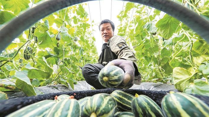     3月20日，在一师七团设施农业基地，种植户正在采摘甜瓜。    兵团日报全媒体记者  陈洋  摄