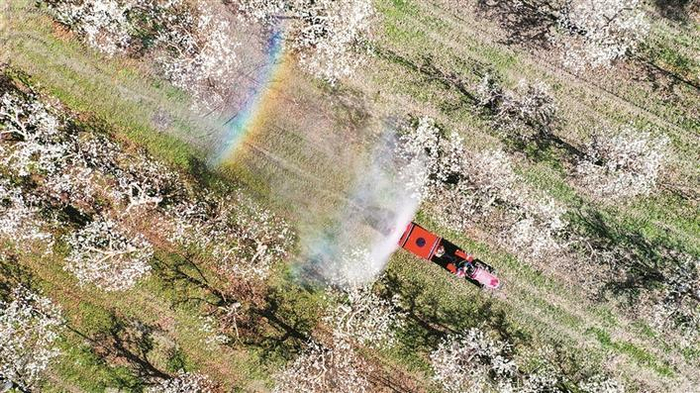     二师三○团园三连职工在用无人机给香梨树喷洒营养液（摄于4月16日）。    兵团日报常驻记者  魏承亿  摄
