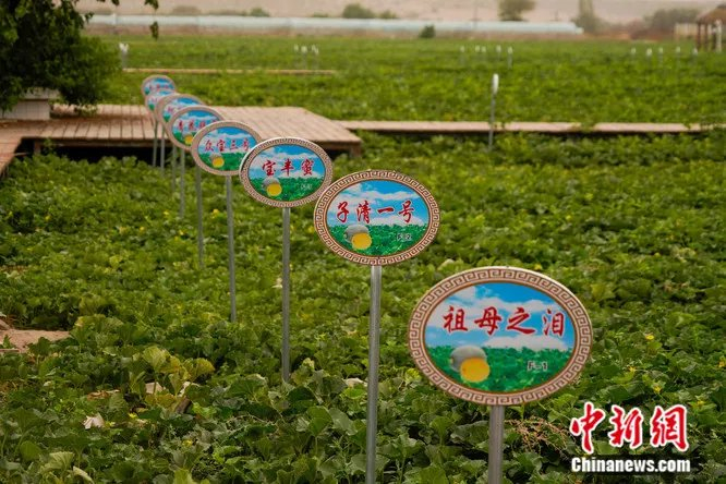 百亩瓜园里种植的各品种哈密瓜。魏国能 摄