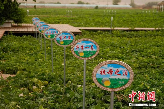 百亩瓜园里种植的各品种哈密瓜。魏国能 摄