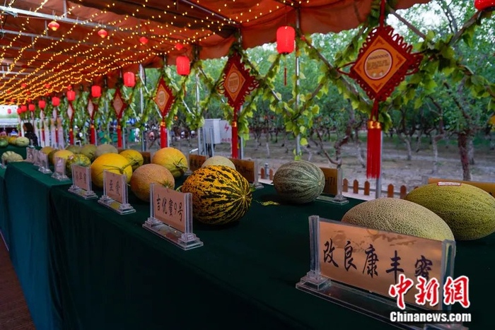 活动花园乡民俗风情一条街展瓜长廊里展示的160余种哈密瓜。张超 摄