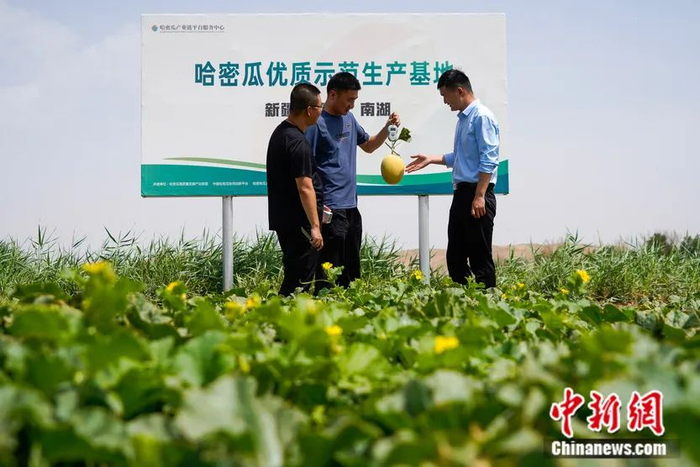 哈密瓜鲜果产业链平台服务中心生产示范部的技术员现场对即将成熟的哈密瓜进行单瓜称重。魏国能 摄