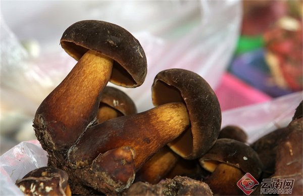 黑牛肝菌 杨峥 摄
