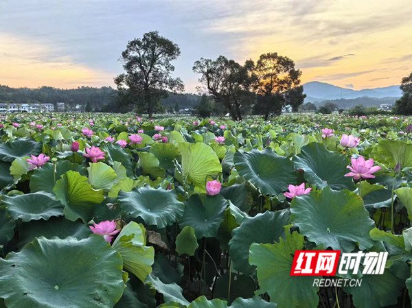 姚西村的中国莲花景区。