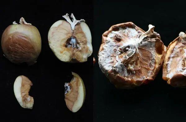 7月10日（左边）和 7月11日（右边）苹果上的白参菌丝生长对比。许容聚博士供图 