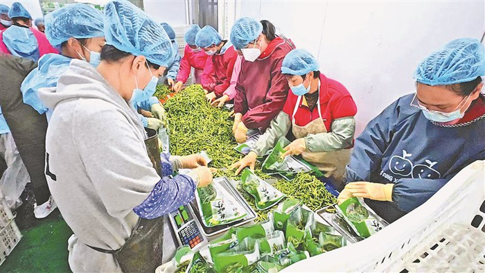     拣选山野菜。李思娆摄