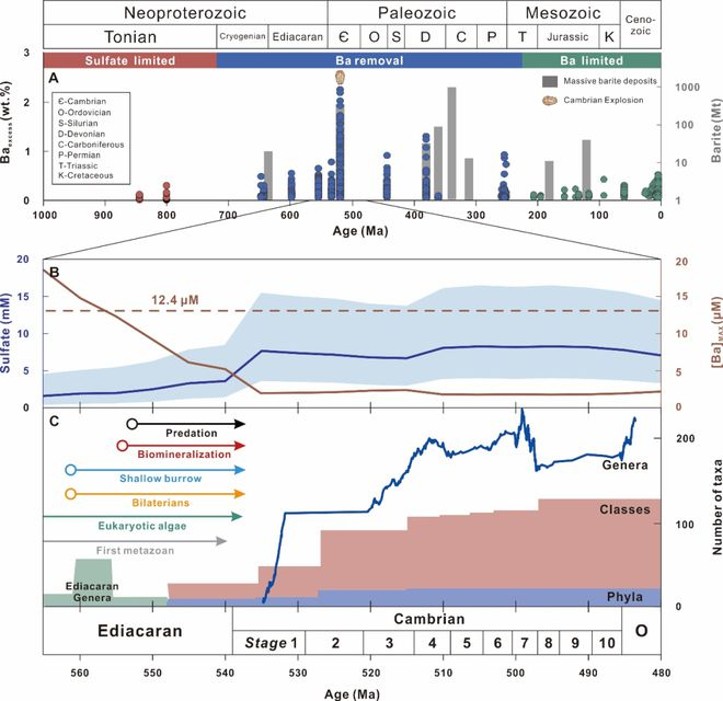 海洋钡离子的移除与寒武纪生命大爆发的作用关系示意图。（受访者供图）