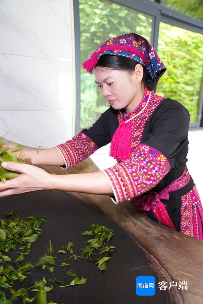 钟斐秋在用传统的手工方式处理茶叶。记者 吴兴财 摄