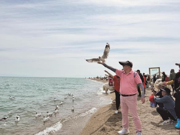 青海湖畔，游客与水鸟互动。