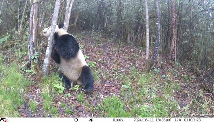 大熊猫国家公园绵阳北川片区红外相机拍摄画面