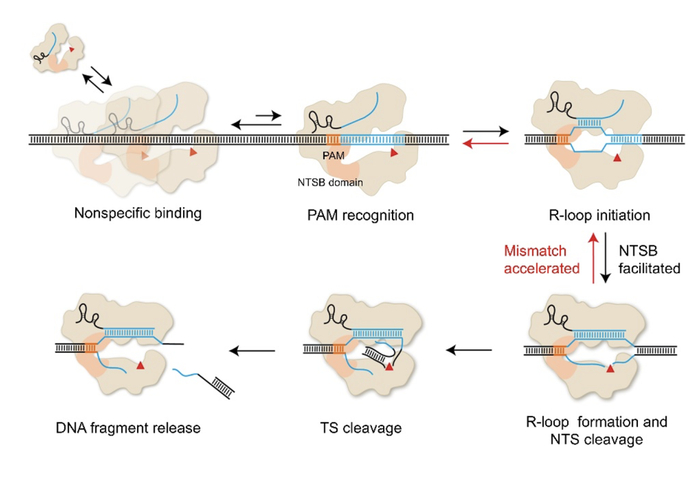 图2. CasX结合和切割DNA的动态模型
