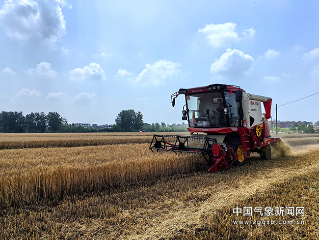 安徽省阜南县农户抓住晴好天气的窗口期，全面抢收。张媛媛 摄影