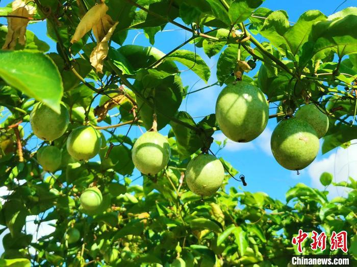 7月13日，台山市冲蒌镇，藤蔓上的百香果即将成熟上市。李晓春 摄