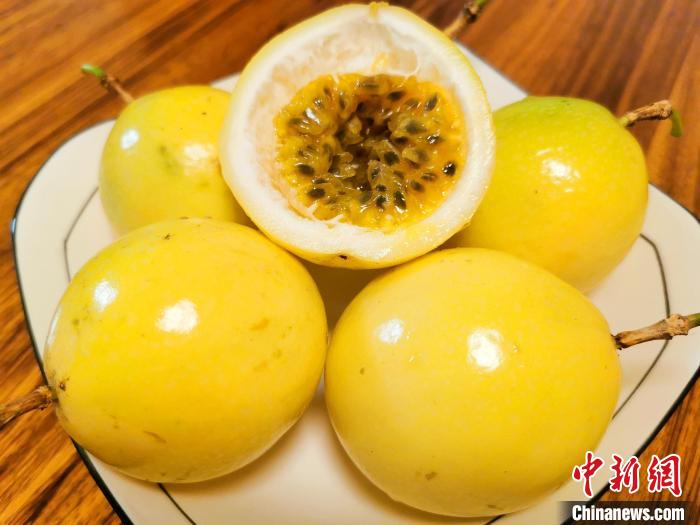 7月14日，广东台山市，皮色金黄的“钦蜜9号”，是目前百香果中最受欢迎的品种之一。李晓春 摄