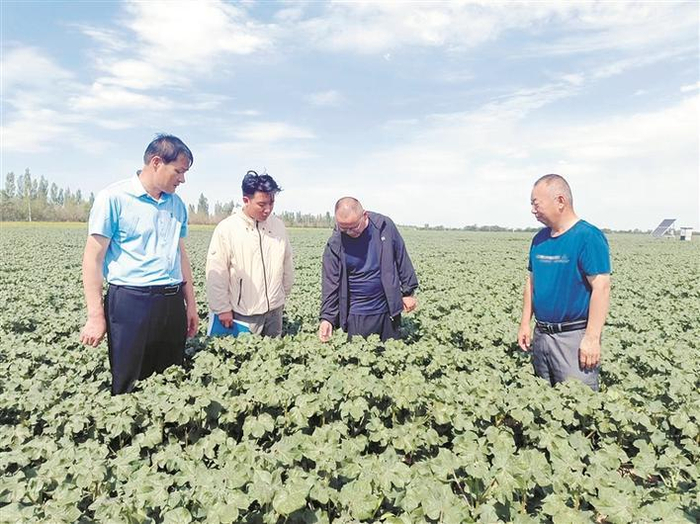     6月24日，在六师共青团农场棉花试验田，新疆农垦科学院棉花研究所技术人员（右二）指导职工群众进行棉花水肥管理。杨文华  摄