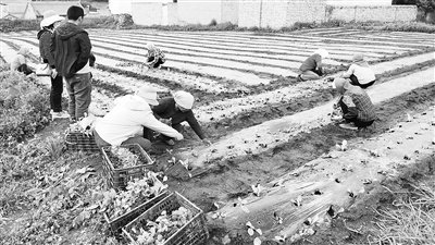 菜农在甘肃省岷县蔬果产业科技特派员服务团成员的指导下种菜。     受访者供图