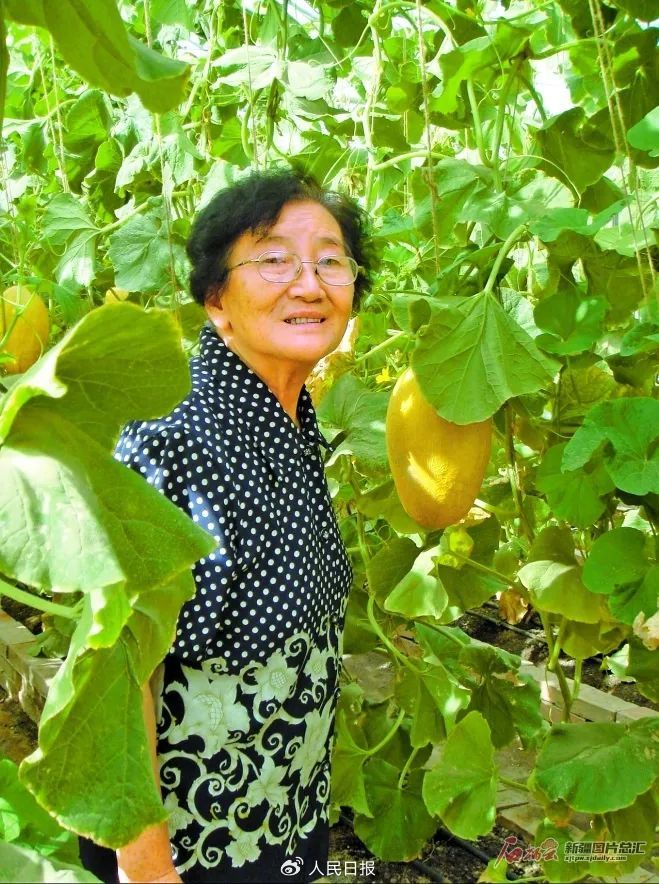 正在瓜地工作的吴明珠。□新疆农科院供图