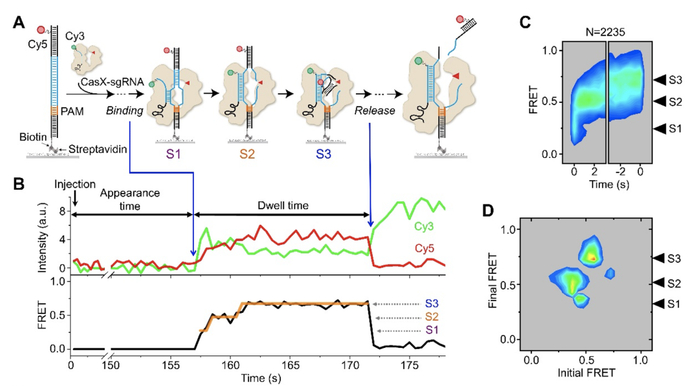 图1. DpbCasX结合及切割全匹配DNA的构象动态