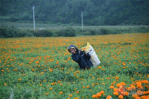 丽江市的农户背着刚采摘下来的万寿在花海里前行。 供图