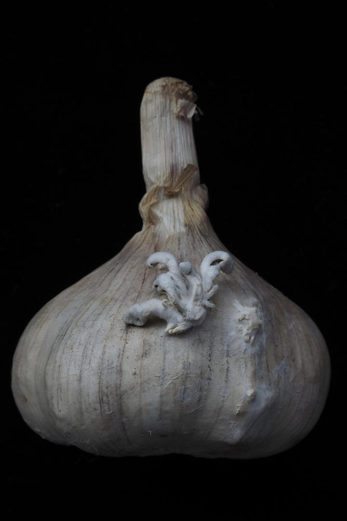 团队收到的从大蒜上长出来的白参。 受访者供图