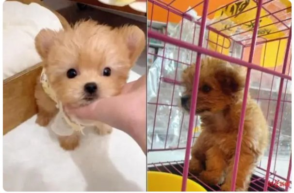 夏女士线上选定的狗（左）与实际收到的狗（右）