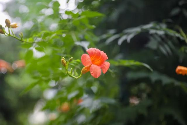 图：上海共青森林公园、今日闵行、上海徐汇、市绿化市容局