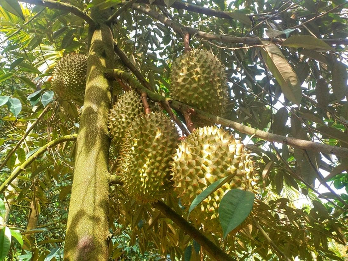 海南保亭黎族苗族自治县种植的榴莲树挂果。受访者供图