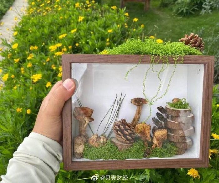 团队带领游客制作野生菌标本 受访者供图