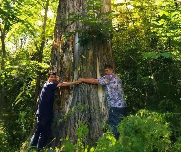 （图文中就是椴树，咱们卖的蜂蜜就采自这里）