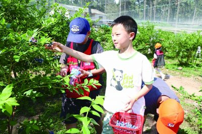 2024南京国家农高区蓝莓采摘季吸引不少游客前去采摘。 通讯员 端舒娅 供图