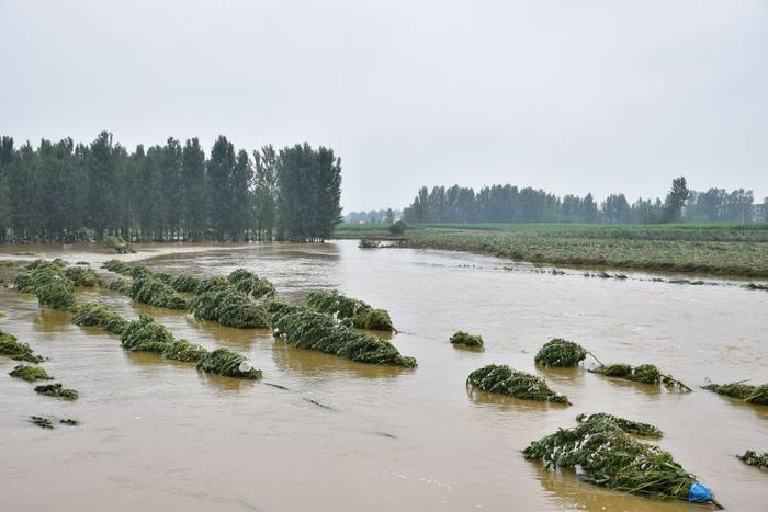   这是7月17日拍摄的河南省南阳市社旗县大冯营镇一处河道。新华社记者 高松龄 摄