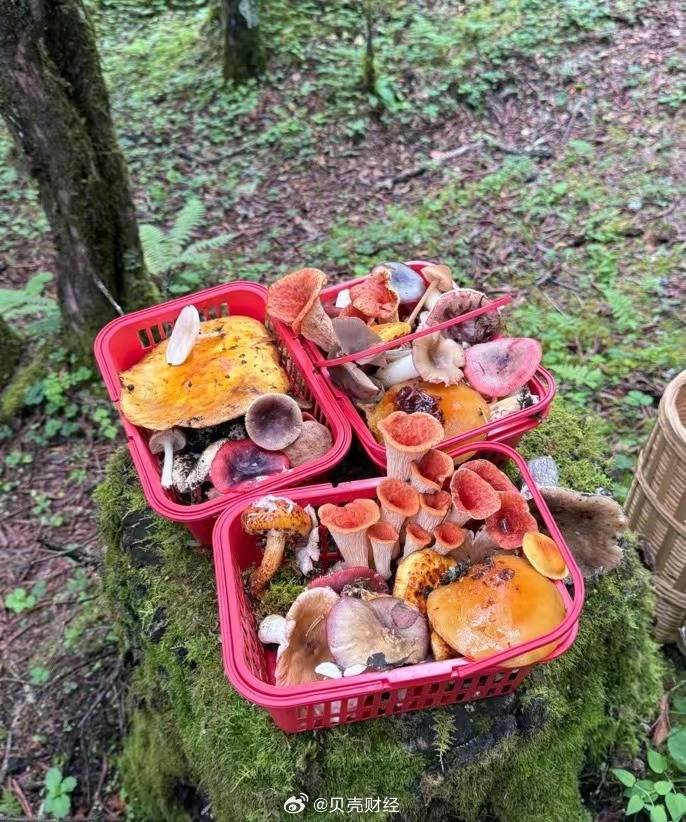 游客采到的菌子  受访者供图