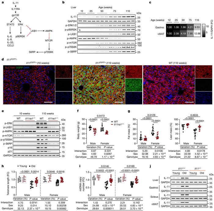 图片来自Nature, 2024, doi:10.1038/s41586-024-07701-9