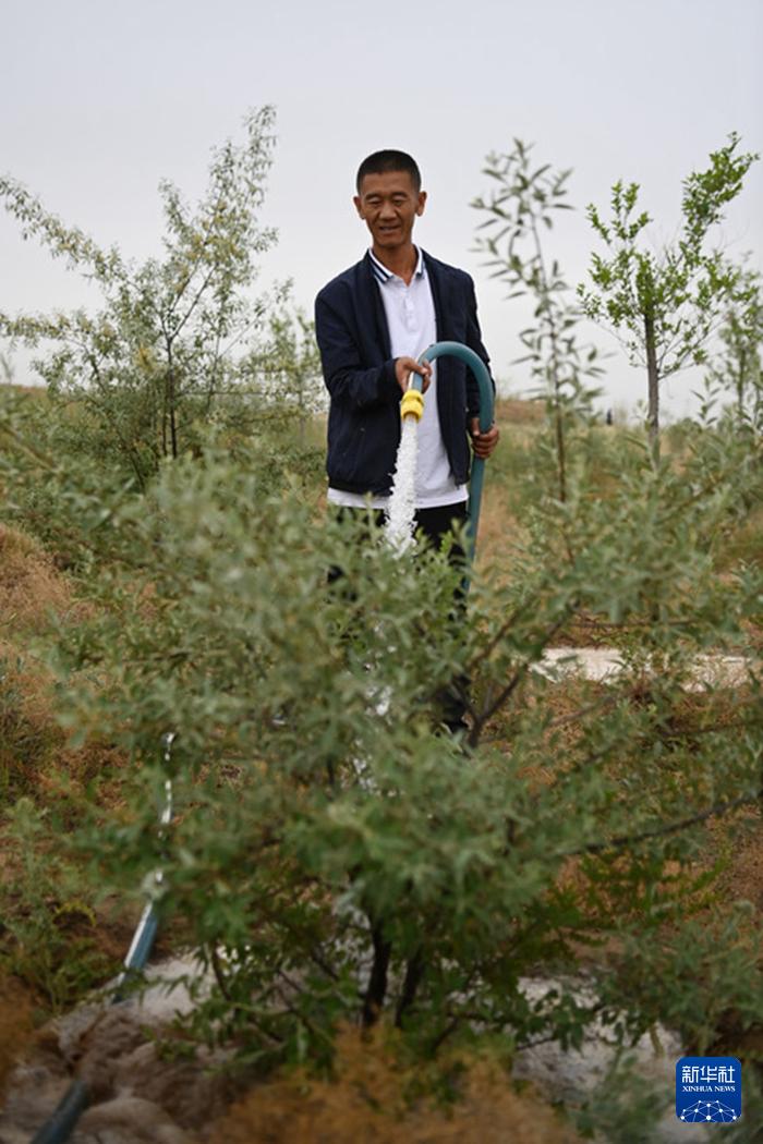 6月2日，八步沙第三代治沙人郭玺在武威市古浪县的一片林区给树浇水。新华社记者 范培珅 摄