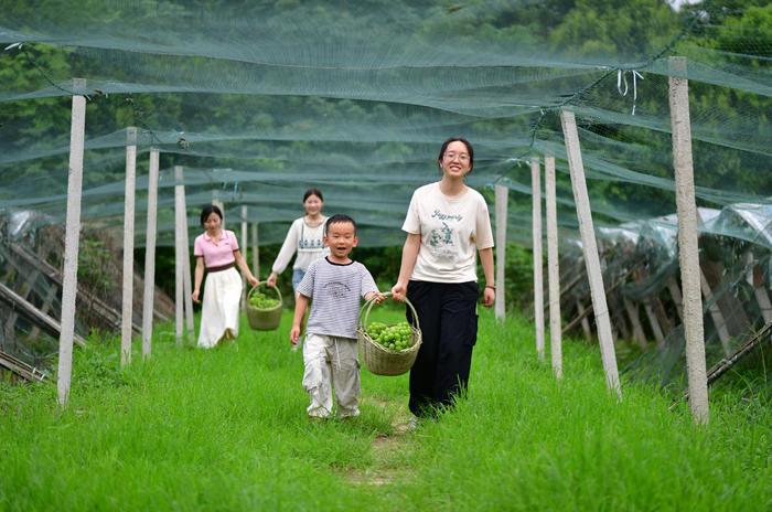 7月18日，游客在肥西县铭传乡启明社区生态葡萄园里采摘葡萄。新华社