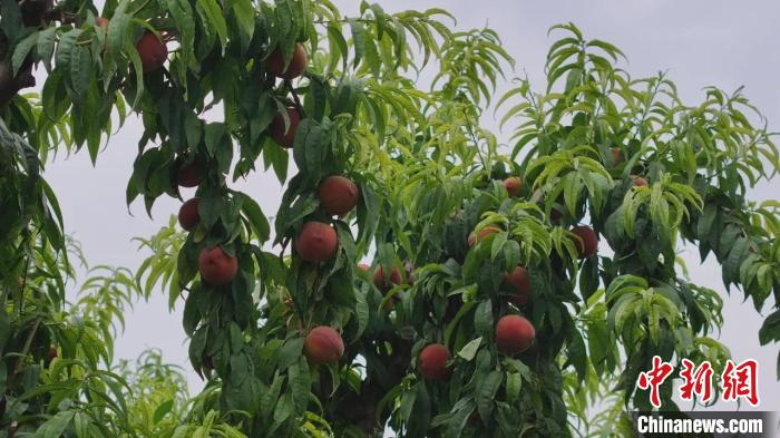 　　山西省运城市闻喜县桐城镇赵家庄村的百亩血桃成熟上市。　李东生摄