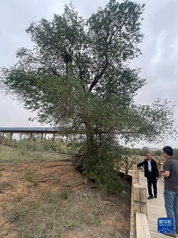 郭万刚带着我们去看那株老榆树。新华每日电讯记者强晓玲摄