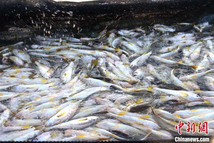 2022年9月21日，“中国大黄鱼之都”宁德市迎来黄鱼丰收。(资料图)吴允杰摄