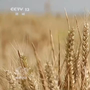 “焦点访谈：力增单产丰收秘诀” 夏粮 小麦 单产 粮食 焦点访谈 赤霉病 质量 丰收 播种 产量 sina.cn 第2张