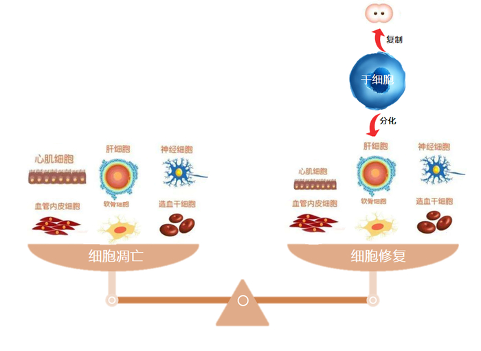 ▲ 细胞凋亡与细胞修复平衡